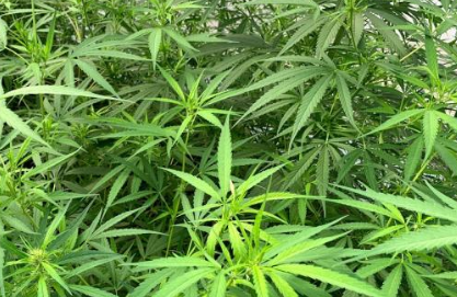 Nueva reglamentación del cannabis medicinal