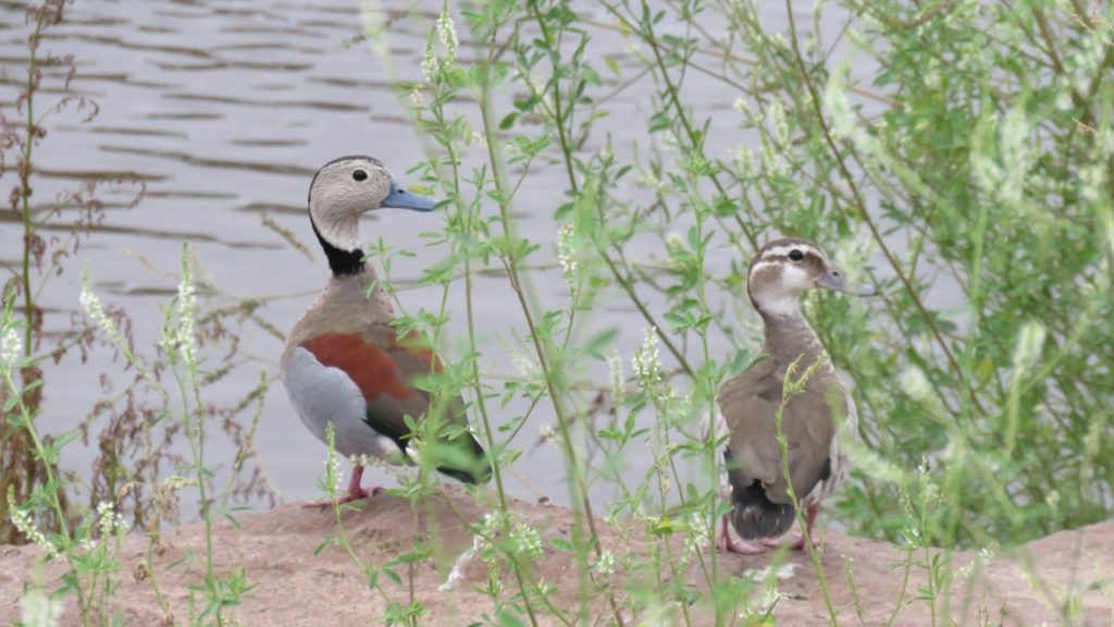 La Reserva Natural de VGG, a media sanción de ser &quot;Área protegida&quot;