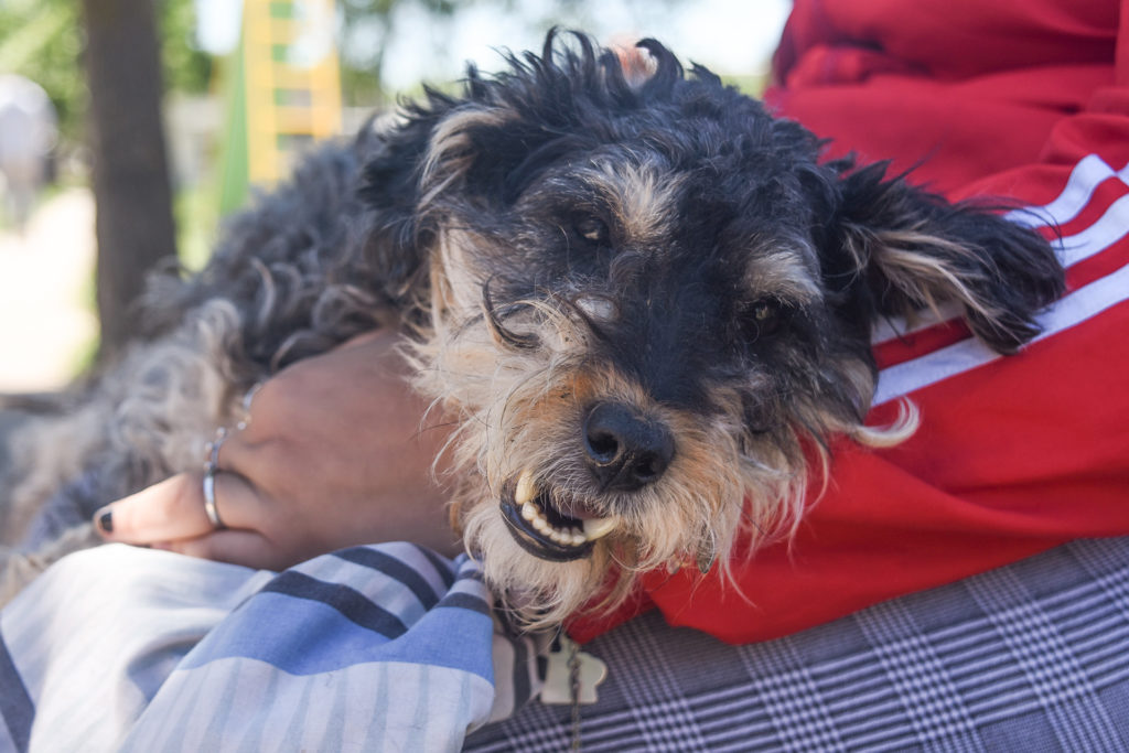 Lunes, martes y miércoles, el Móvil de mascotas en Plaza San Martín