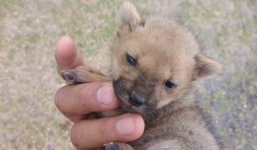 Rescataron un cachorro de zorro en un country de Funes y lo devolvieron con su madre