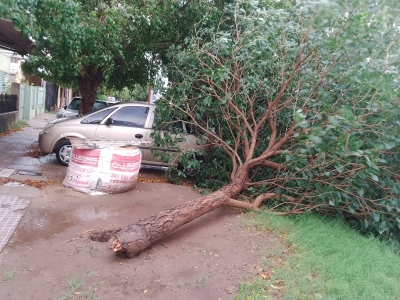 Tormenta en Villa Gobernador Gálvez: caída de árboles y alerta meteorológica vigente