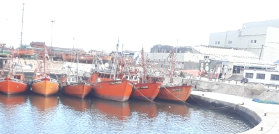 Reubicarán a los lobos marinos en Mar del Plata
