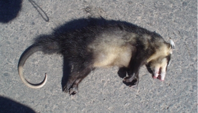 Posible caso de envenenamiento de fauna silvestre