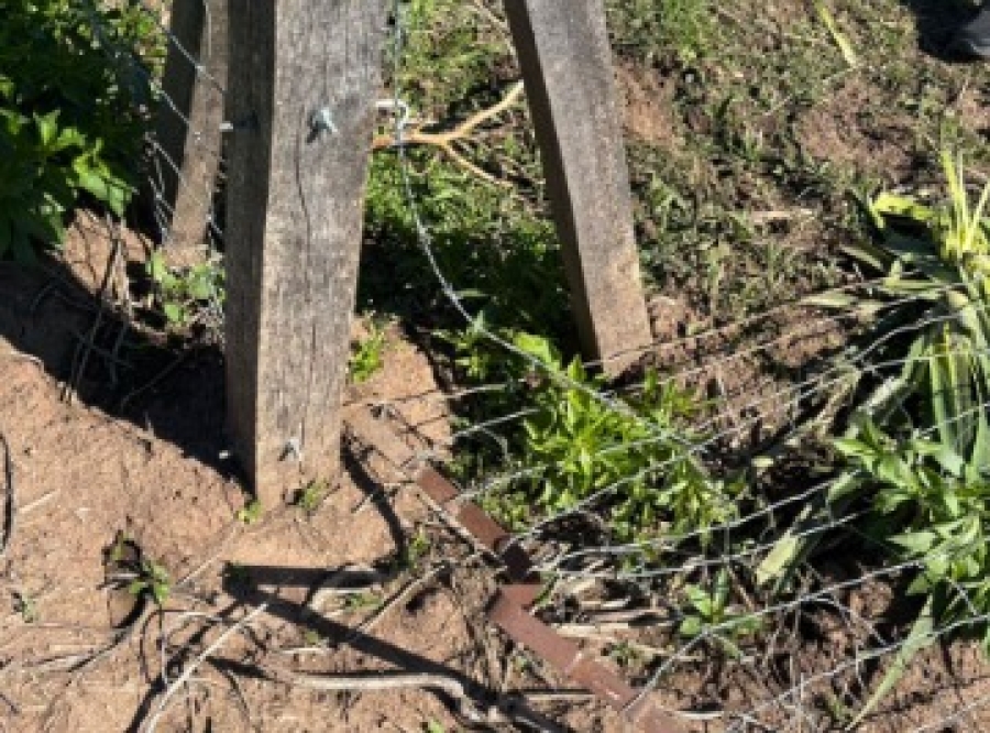 Robo de un caballo en zona rural de Alvear