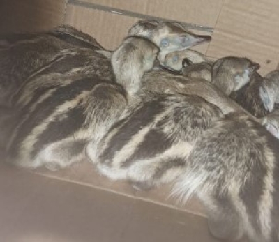 Ofrecían pichones de ñandú por Whatsapp