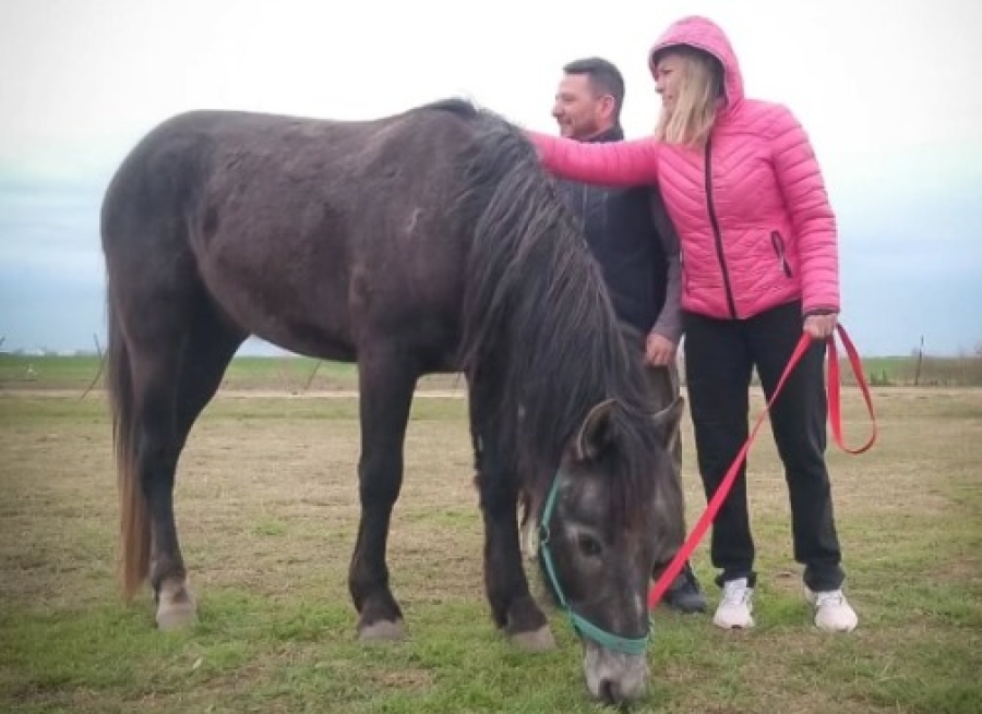 Villa Gobernador Gálvez avanza en la erradicación de la tracción a sangre animal