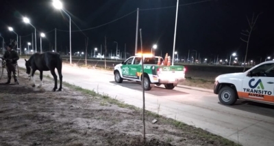 Recuperaron un caballo de Pueblo Esther en Alvear