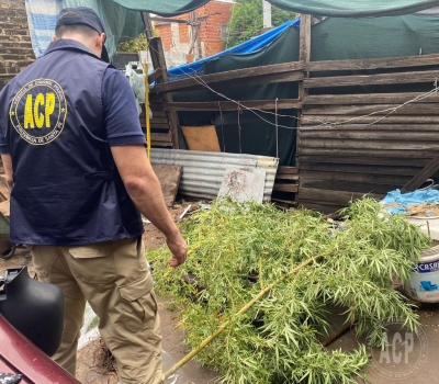 Dos detenidos por arma y planta de canavis