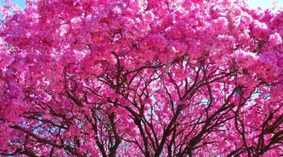 Abrieron un registro de árboles distinguidos de V. G. Gálvez