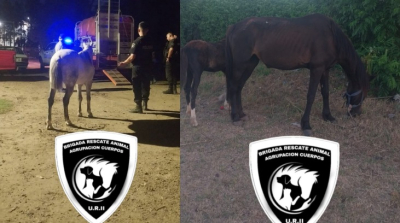 Operativos policiales en Villa Gobernador Gálvez: microtráfico, rescate de equinos y uso de pistola Taser en tres intervenciones recientes