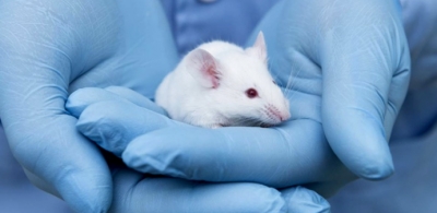 Lograron rejuvenecer ratones