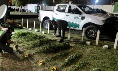 Intervención por presunta plantación ilegal en Pueblo Esther: una persona detenida