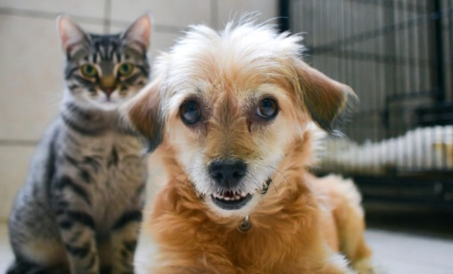 Reconstruyen el Centro de Salud Animal de Pueblo Esther y lanzan actividades solidarias