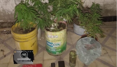Secuestraron plantas de marihuana en una pensión