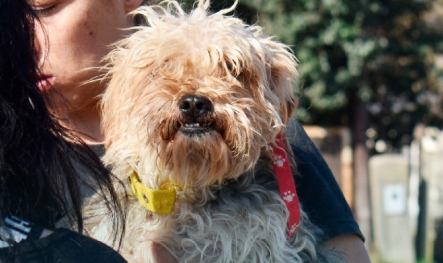 Nuevas jornadas gratuitas de vacunación y desparasitación para perros y gatos en Pueblo Esther