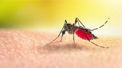Desaceleraron los casos dengue en la provincia, pero se mantienen los cuidados