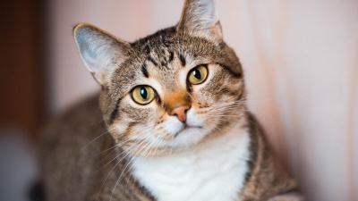Esterilización de gatos y gatos este viernes en el Anfiteatro