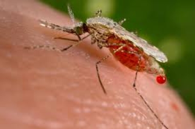 Objetivo Dengue: Provincia amplía la estrategia de vacunación