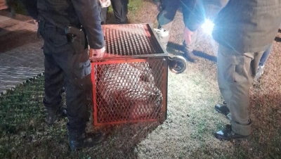 Rescataron un puma en pleno patio de una casa en Las Rosas