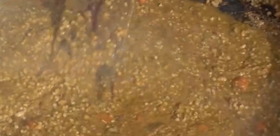 Se realizó el sábado 9 de julio el locro solidario de Corazonando