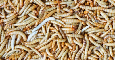 Autorizan el consumo humano de insectos en Europa