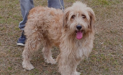 Pueblo Esther: jornada de vacunación antirrábica y desparasitación para perros y gatos