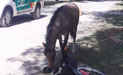Menores se robaban un caballo en Pueblo Esther