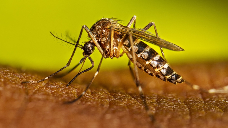 Dengue en Pueblo Esther: prevención casa por casa y trabajo articulado para enfrentar el brote