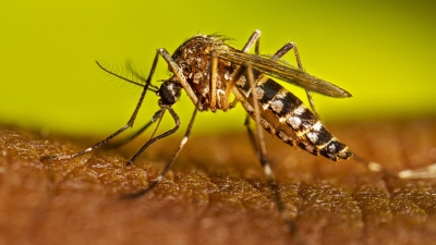 Dengue en Pueblo Esther: prevención casa por casa y trabajo articulado para enfrentar el brote