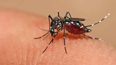 32 casos confirmados de dengue en VGG
