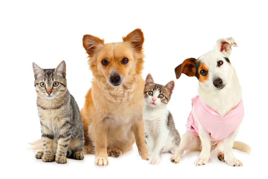 29 de abril: Día del animal